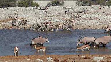 非洲野生动物水潭埃托沙国家公园
